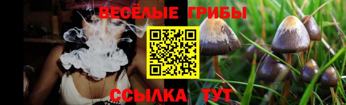 Знаменск  Псилоцибиновые грибы Psilocybine cubensis  наркошоп  Вход с VPN 
